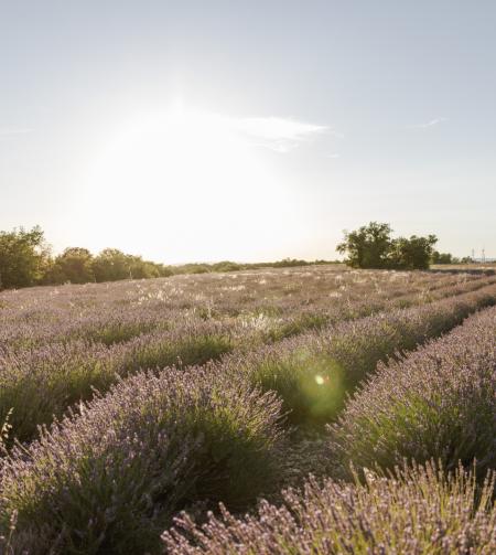 tgv lyria south france lavender